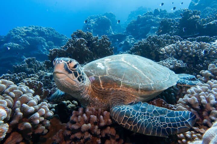 Bora Bora Afternoon Dive: Reef & Lagoon Scuba for Certified Divers photo 6