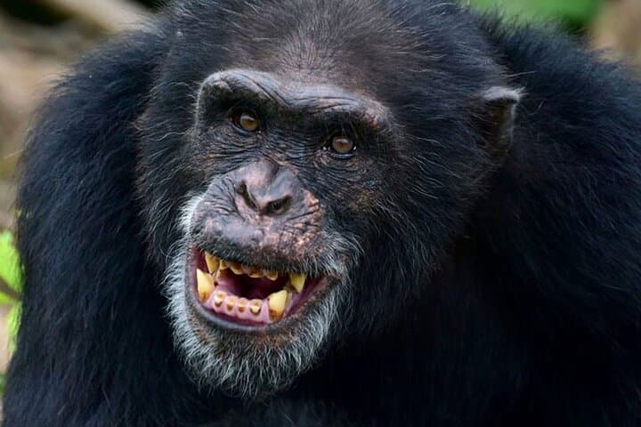 12-Day Private Uganda Wildlife Safari: Gorillas, Chimps, Murchison Falls & Lake Bunyonyi photo 3