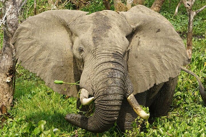 10-Day Uganda Primates & Big Five Safari — Gorilla Trekking, Chimp Trails and Game Drives photo 4
