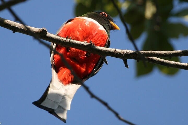 Birding the Ameca River Estuary: Desembocada Wetlands near Puerto Vallarta photo 4