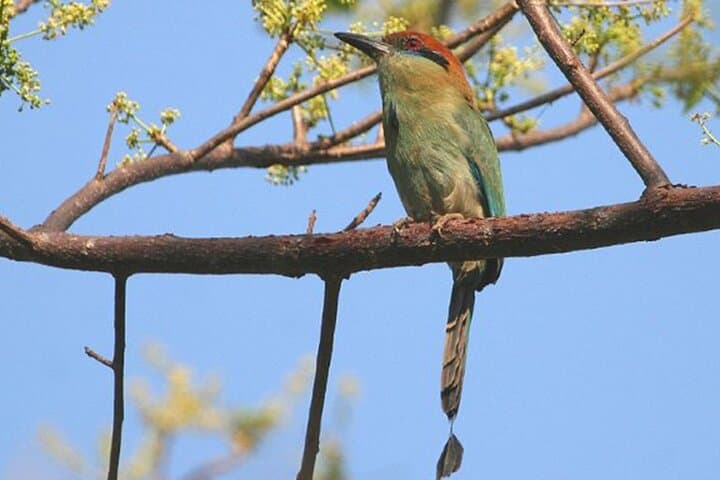 Birding the Ameca River Estuary: Desembocada Wetlands near Puerto Vallarta