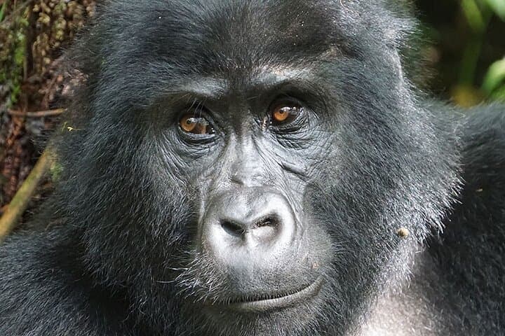 12-Day Private Uganda Wildlife Safari: Gorillas, Chimps, Murchison Falls & Lake Bunyonyi