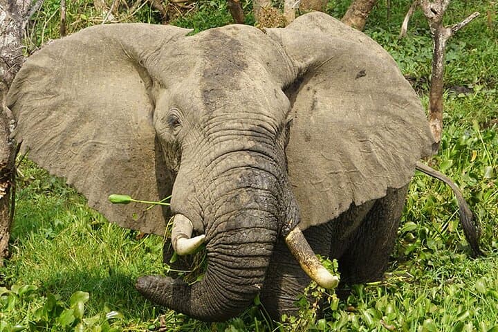 12-Day Private Uganda Wildlife Safari: Gorillas, Chimps, Murchison Falls & Lake Bunyonyi photo 2