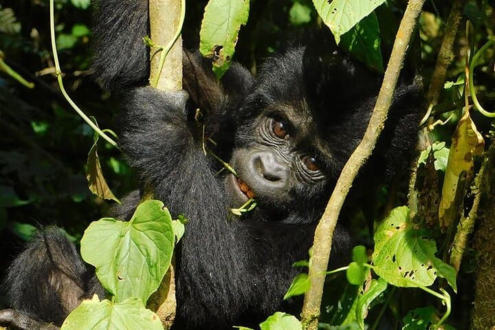 12-Day Private Uganda Wildlife Safari: Gorillas, Chimps, Murchison Falls & Lake Bunyonyi photo 4
