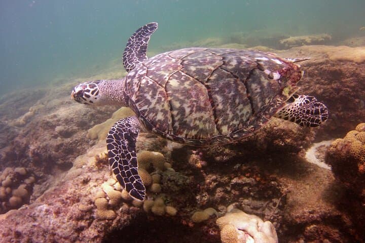 Shore Snorkel with a Divemaster at Lauderdale-by-the-Sea Reef photo 2