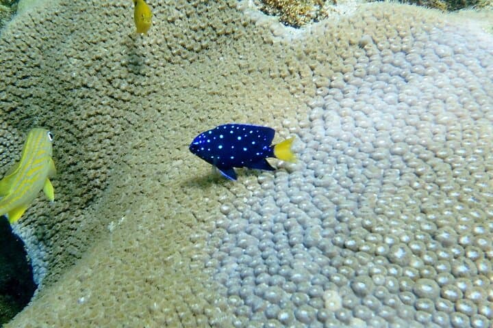 Shore Snorkel with a Divemaster at Lauderdale-by-the-Sea Reef photo 4
