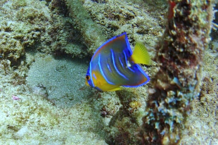 Shore Snorkel with a Divemaster at Lauderdale-by-the-Sea Reef photo 6