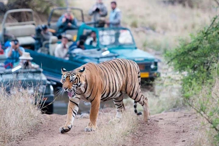 Jaipur to Ranthambore: 2-Day Private Safari and City Highlights photo 1