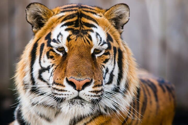 Private 4-Day Taj Mahal & Ranthambore Safari Tour from Delhi — Culture, Forts & Tiger Safaris photo 1