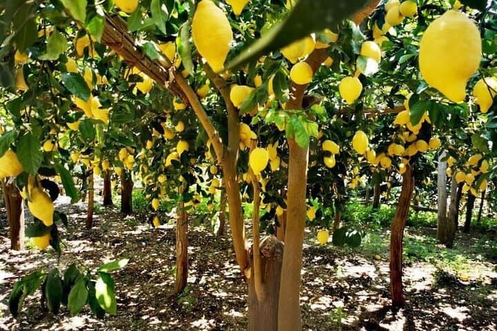 Sentiero dei Limoni: Maiori Lemon Path Tour & Tasting on the Amalfi Coast photo 2