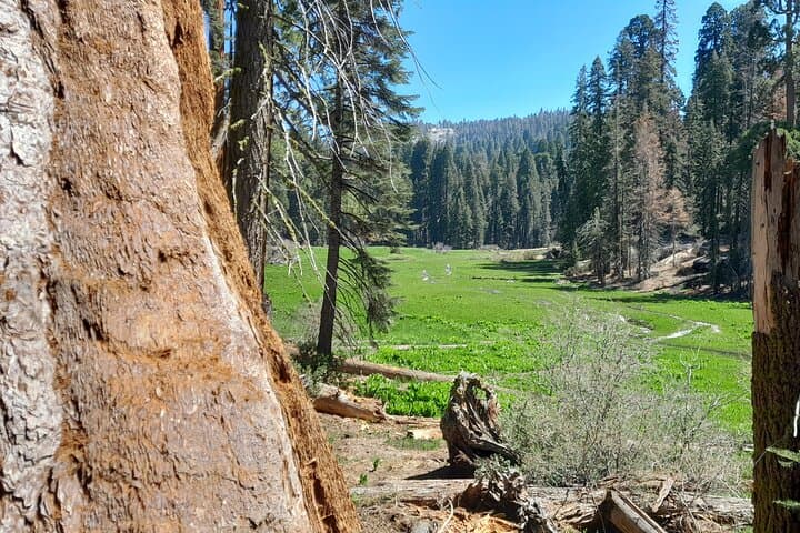 Private Sequoia & Kings Canyon Tour with Former Park Rangers photo 4