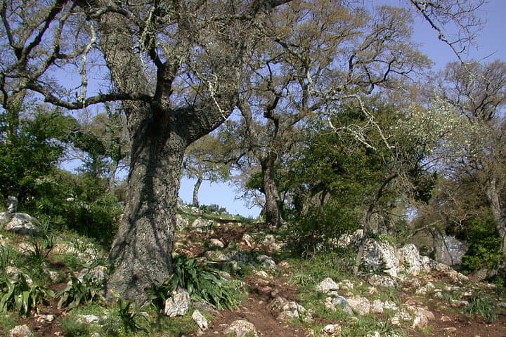 Alberobello Trulli: Private 2-Hour Walk Through Dry-Stone Origins photo 2