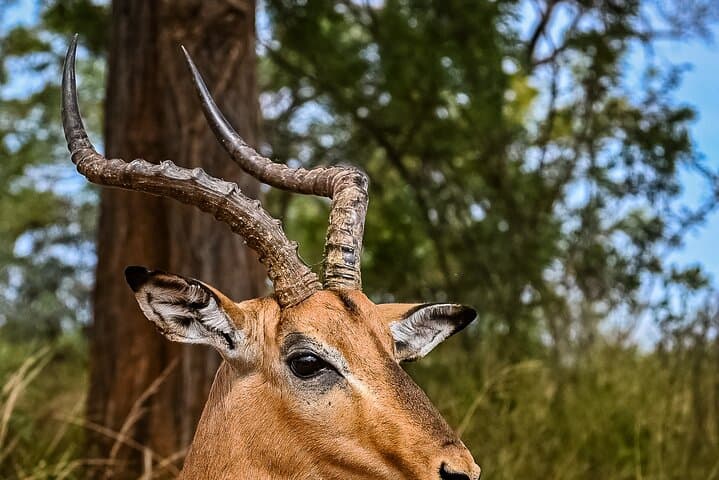 Full-Day Pilanesberg Safari from Johannesburg or Pretoria
