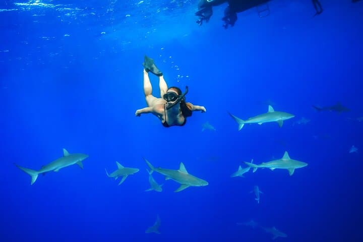 Swim with Sharks in Haleiwa: Ethical Shark Tours & Marine Science Experience photo 4
