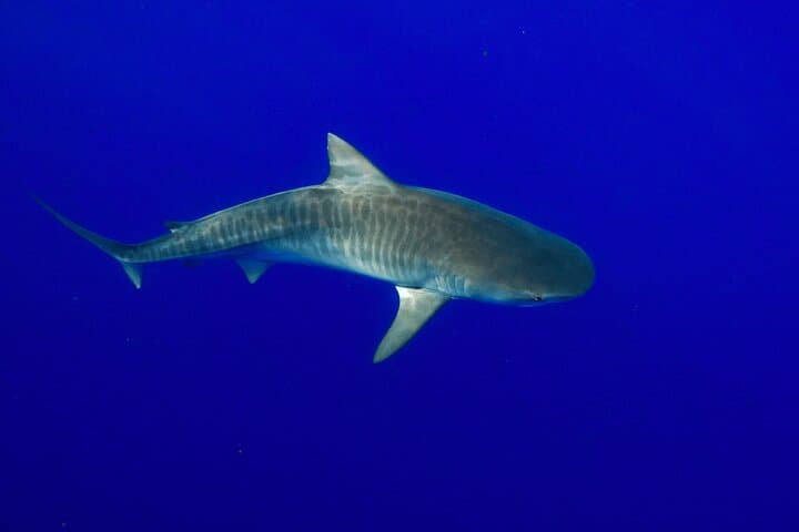 Swim with Sharks in Haleiwa: Ethical Shark Tours & Marine Science Experience photo 6