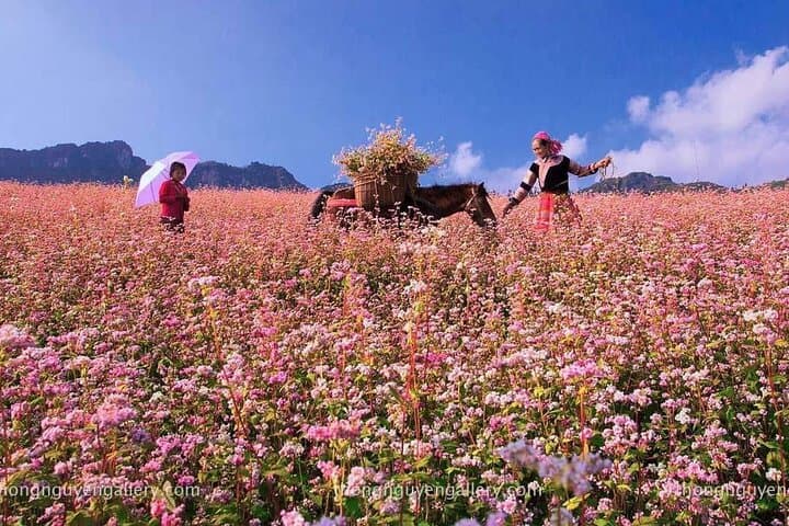 Ha Giang Loop Motorcycle Tour — 2-Day EasyRider Adventure Through Dong Van & Ma Pi Leng photo 4