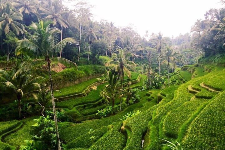 Ayung River White-Water Rafting and Ubud Cultural Tour — Full-Day Private Adventure photo 5