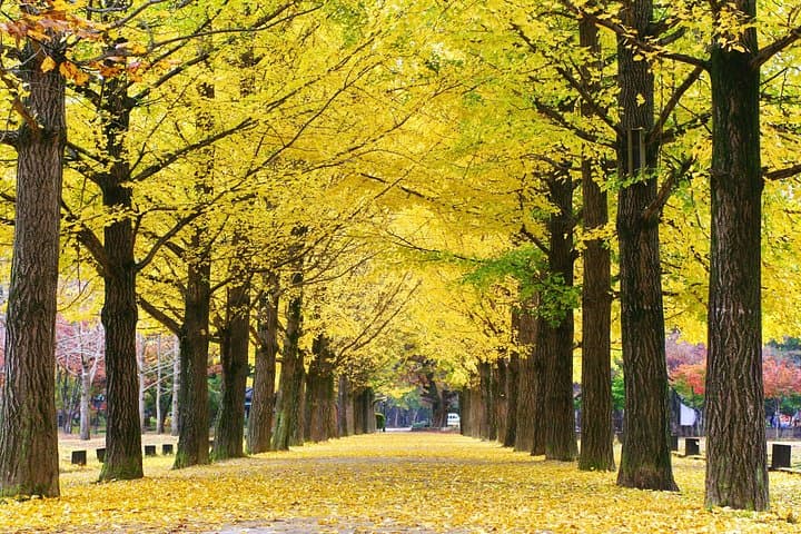Nami Island & Elysian Gangchon Full-Day Private Tour — Seoul Snow, Scenery & Ski photo 4