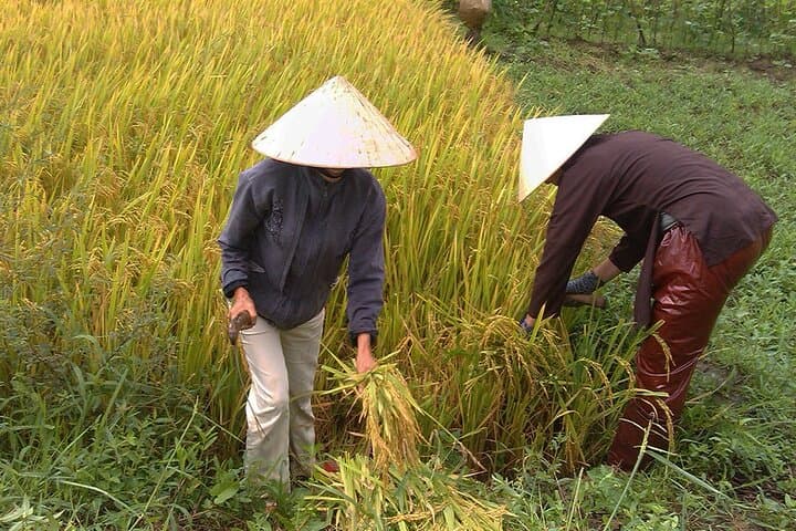 Rural Hue Cycling & Farming Day — Thanh Toan Village Immersion photo 1