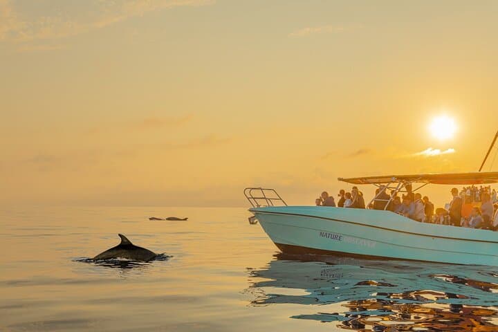 Dawn Dolphin Watching Boat Trip in Cabo de Formentor, Mallorca