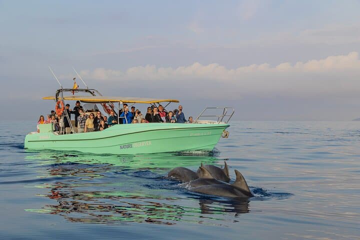 Dawn Dolphin Watching Boat Trip in Cabo de Formentor, Mallorca photo 2