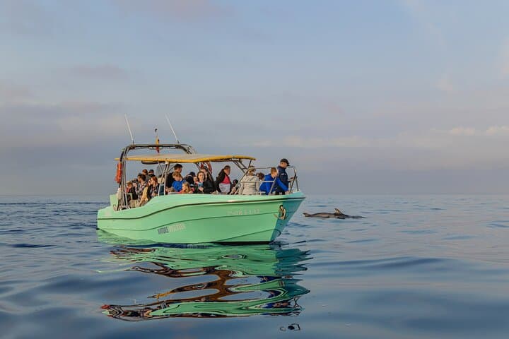 Dawn Dolphin Watching Boat Trip in Cabo de Formentor, Mallorca photo 6