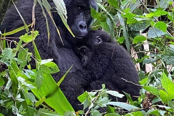 5-Day Uganda Primate & Gorilla Trekking Luxury Safari — Kibale to Bwindi photo 5