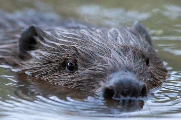 Evening Beaver Safari on the Hortobágy River — Boat Wildlife Tour from Debrecen/Budapest