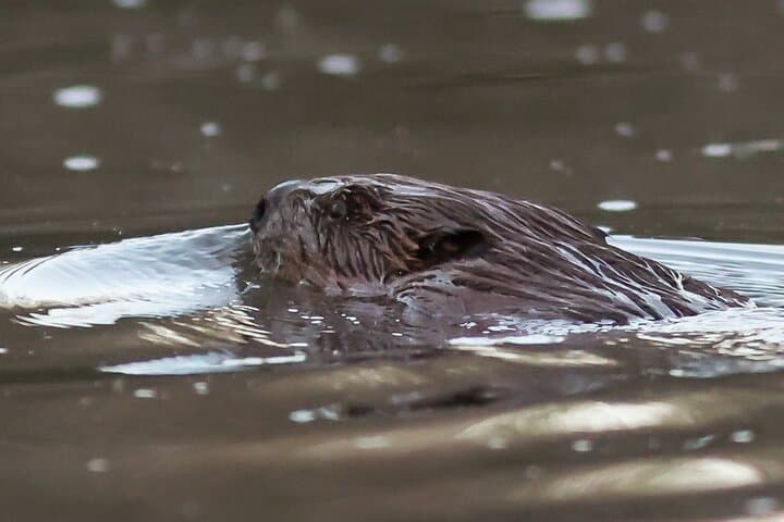 Evening Beaver Safari on the Hortobágy River — Boat Wildlife Tour from Debrecen/Budapest photo 2