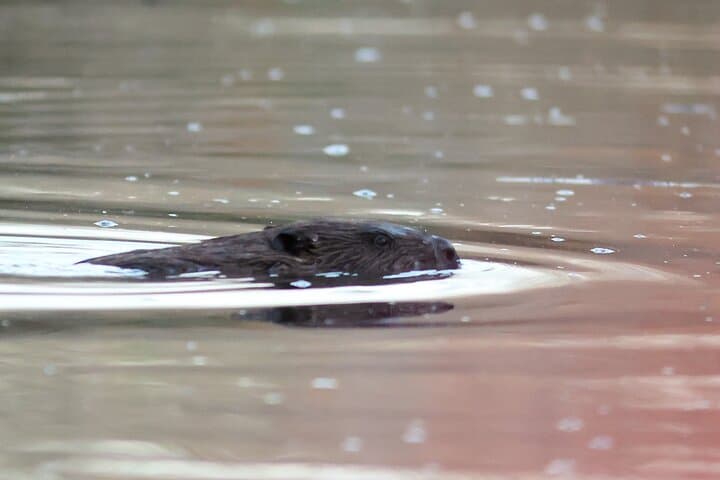 Evening Beaver Safari on the Hortobágy River — Boat Wildlife Tour from Debrecen/Budapest photo 3