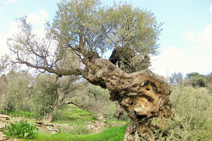 Hike the Paros Byzantine Path: Lefkes Ancient Greek Route (5 km) photo 5