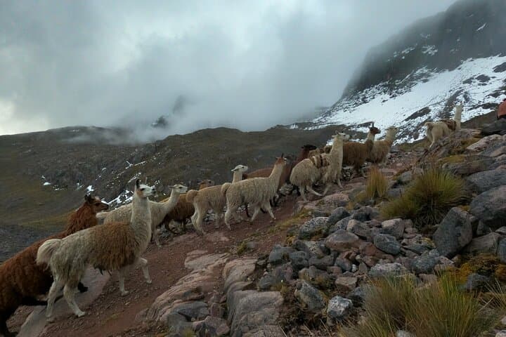Lares Llama Trek: 4-Day Sacred Valley to Machu Picchu with Llamas photo 2