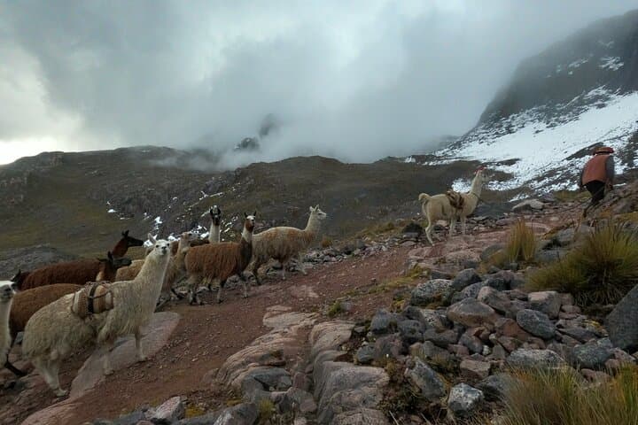 Lares Llama Trek: 4-Day Sacred Valley to Machu Picchu with Llamas photo 4