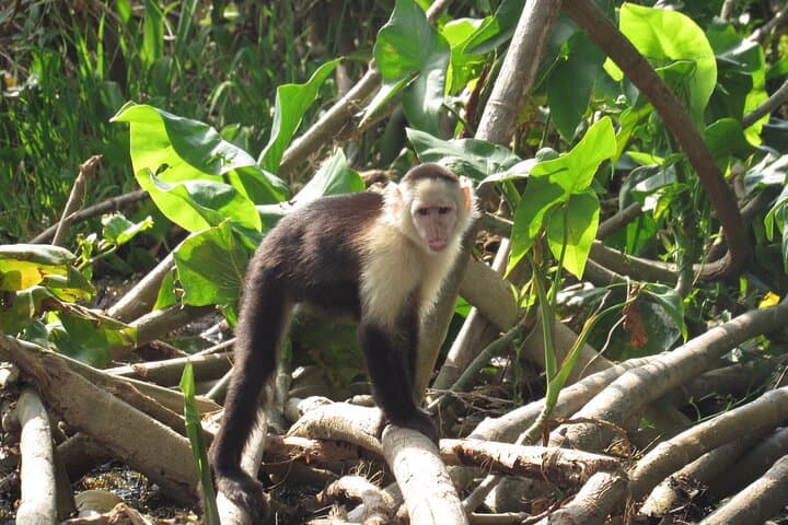 Gatun Lake Wildlife Boat Tour: Sloths, Monkeys & Canal Giants photo 3