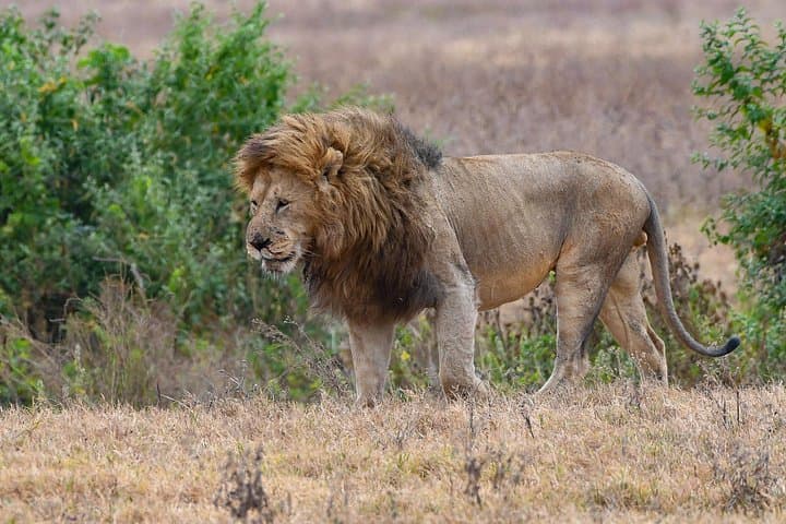 5-Day Migration Safari: Serengeti, Ngorongoro & Lake Manyara Highlights photo 3
