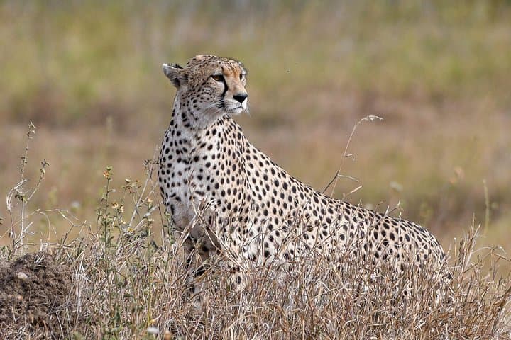 5-Day Migration Safari: Serengeti, Ngorongoro & Lake Manyara Highlights photo 1