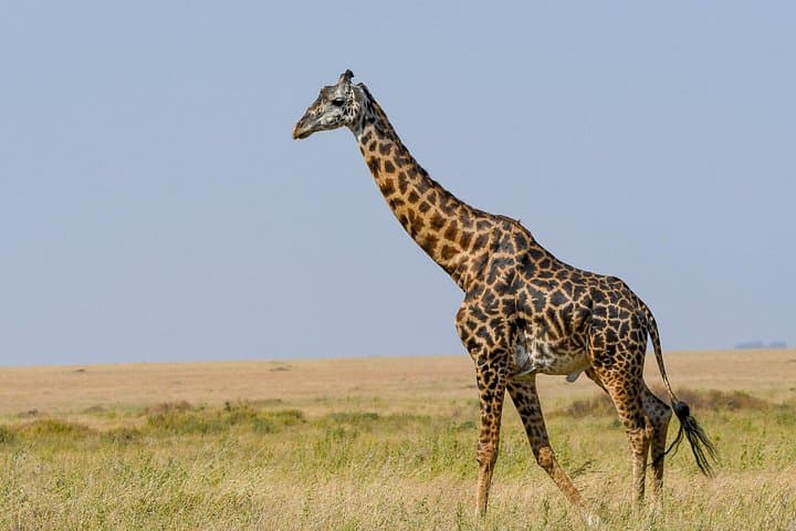 5-Day Migration Safari: Serengeti, Ngorongoro & Lake Manyara Highlights photo 2
