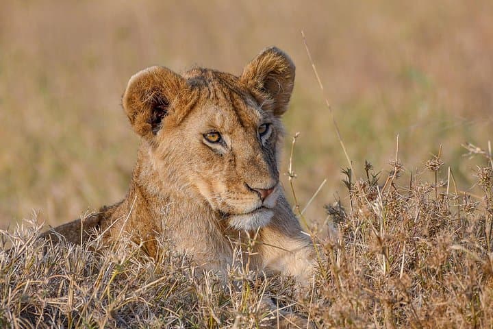 5-Day Migration Safari: Serengeti, Ngorongoro & Lake Manyara Highlights photo 4