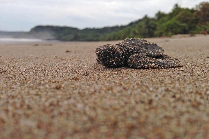 Costa Rica Turtle Rescue Volunteer Week — Beach Hatchery Conservation in Puntarenas photo 3