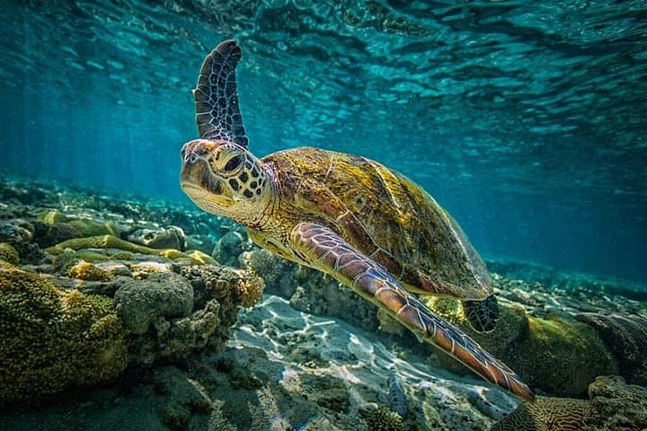 Costa Rica Turtle Rescue Volunteer Week — Beach Hatchery Conservation in Puntarenas photo 1
