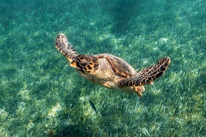 Explore Cancun’s 5-in-1 Snorkel Tour — Reefs, Wrecks, Turtles & a Cenote photo 3
