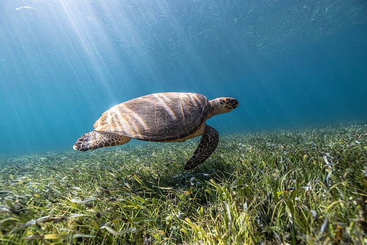 Explore Cancun’s 5-in-1 Snorkel Tour — Reefs, Wrecks, Turtles & a Cenote photo 4