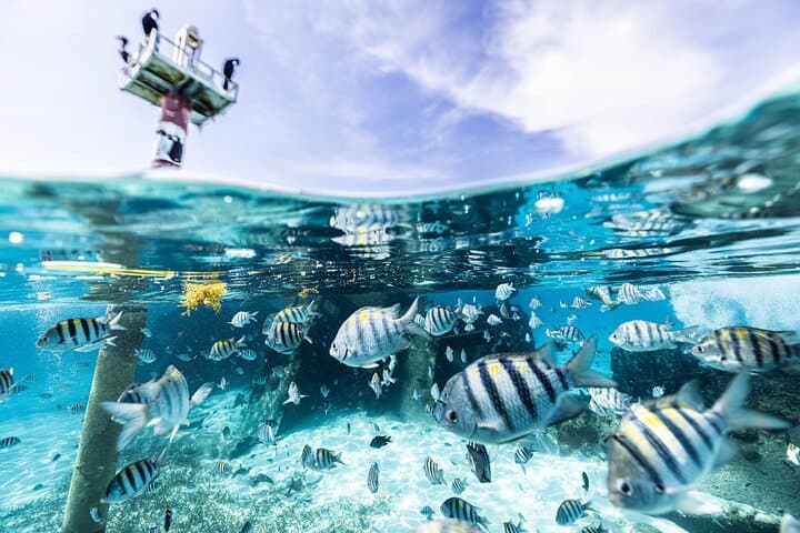 Explore Cancun’s 5-in-1 Snorkel Tour — Reefs, Wrecks, Turtles & a Cenote photo 5