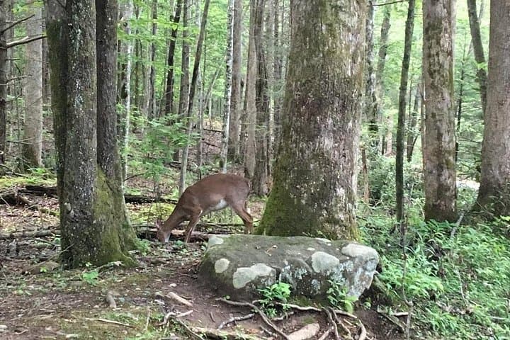 Mountaineer's Way Hike in the Smokies — Guided Historic Trail from Gatlinburg photo 4