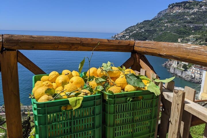 Sentiero dei Limoni: Maiori Lemon Path Tour & Tasting on the Amalfi Coast photo 6
