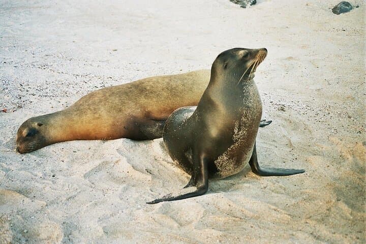 Snorkel Lobos Island & Ochoa Beach — Galápagos Day Tour from Puerto Baquerizo Moreno photo 4