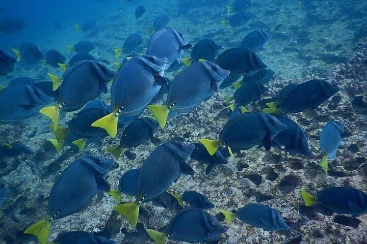 Snorkel Lobos Island & Ochoa Beach — Galápagos Day Tour from Puerto Baquerizo Moreno photo 5