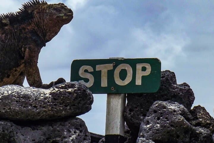 Snorkel Lobos Island & Ochoa Beach — Galápagos Day Tour from Puerto Baquerizo Moreno photo 6