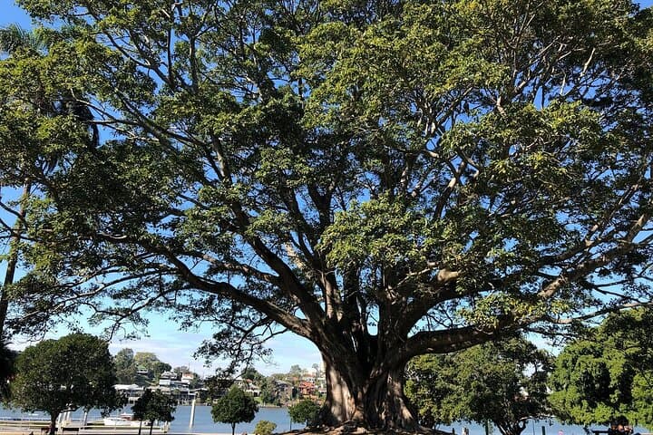 Brisbane City Highlights: River, Cliffs & Mt Coot-tha Minibus Tour photo 5