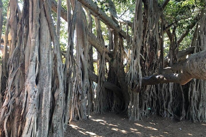 Brisbane City Highlights: River, Cliffs & Mt Coot-tha Minibus Tour photo 6